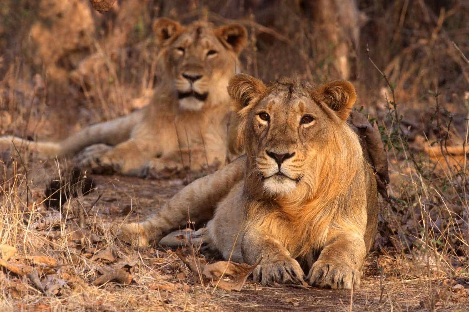 Gir National Park - Gujarat